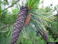 Reduced size of cones of western white pine infested by the lodgepole cone beetle compared to the larger, normal cones
