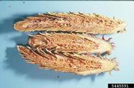 Internal feeding and damage to cone of western white pine caused by lodgepole cone moth