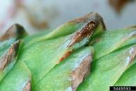 Eggs of lodgepole cone moth on cone scale