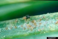 Eggs of spruce spider mite