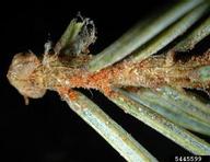 Eggs of spruce spider mite