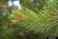 Feeding damage seen from a distance on ponderosa pine