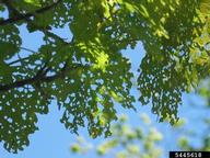 Shot hole or tattered damage from feeding of elm spanworms