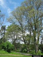 Trees defoliated by elm spanworm