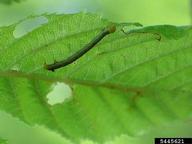 Early instar larvae of elm spanworm 
