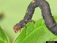 Late instar larvae of elm spanworm 