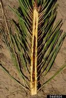 Tunnels of western pine shoot borer in lodgepole pine