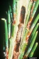 Larva of western pine shoot borer in leader