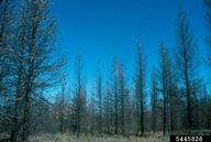 Ponderosa pines defoliated by Pandora moth