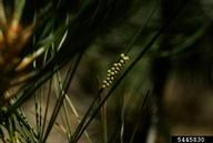 Eggs of Pandora moth