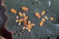 Colony of Norway maple aphid