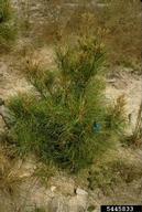 Stunting seedling tree due to tip death from Nantucket pine tip moth feeding