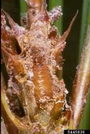 Larva of Nantucket pine tip moth