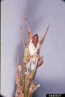 Pupa of Nantucket pine tip moth