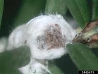 Eggs of hemlock woolly adelgid (wool pulled aside for viewing)