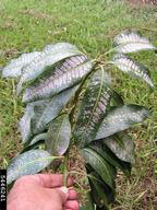 Damage of redbanded thrips on mango