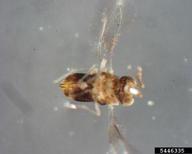 Adult Encarsia citrina, an often abundant but generally ineffective polyphagous parasitoid found attacking elongate hemlock scale in both North America and Japan