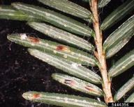 Adult female elongate hemlock scales (brown)