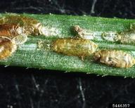 Adult female elongate hemlock scales with parasitoid emergence holes