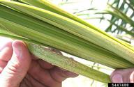 Close view of damage to Florida royal palms by the royal palm bug