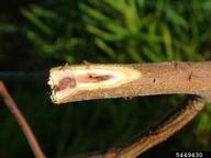 Entrance and exit holes of adult black twig beetles in a branch of a koa tree in Hawaii