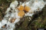 Close up of beech scales showing orange scale bodies