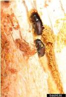 Pair of adult Douglas-fir beetles inside gallery