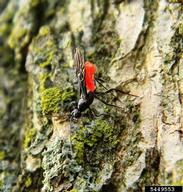 Adult of the native North American parasitoid