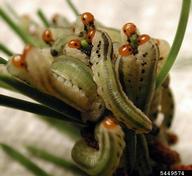 Larvae of swaine jack pine sawfly