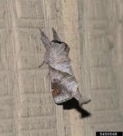 Adult of poplar tentmaker