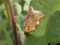 Adult of fruittree leafroller