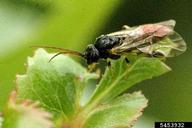 Adult of mountain ash sawfly