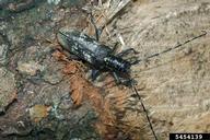 Adult of black fir sawyer beetle
