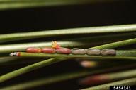 Neonate larva of pine false webworm emerging from the egg