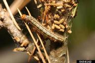 Ultimate instar larva climbing on silk strands outside the web