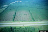 Defoliation in pine plantations in Simcoe Co., Ontario, due to pine false webworm