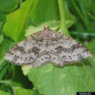 Adult of greenstriped forest looper