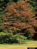 Host tree heavily damaged by mimosa webworm