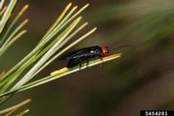 Adult female ovipositing on red pine foliage