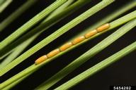 Eggs of pine false webworm on red pine foliage