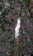 A cocoon of mimosa webworm, the overwintering stage, in a bark crack