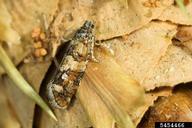 Adult of Douglas-fir cone moth