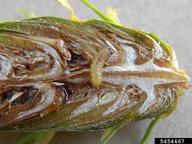 Larva of Douglas-fir cone moth