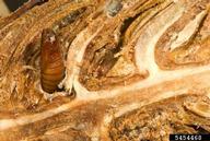 Pupa of Douglas-fir cone moth