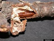 Pupal skin of Zimmerman pine moth inside pitch mass (opened)