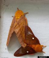 Adult of orangestriped oakworm