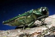 Adults of emerald ash borer