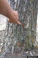 Red boring dust on the bark of a Douglas-fir produced by adult Douglas-fir beetles