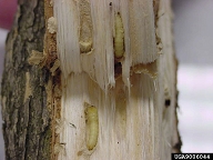 Prepupae in chambers formed in sap wood by mature larvae