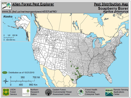 U.S. distribution of soapberry borer